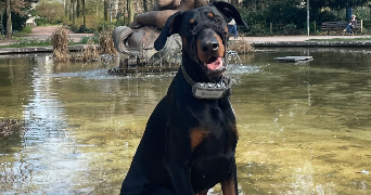 lisa pet sitter à PARIS 09 75009_6