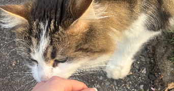 lywenn pet sitter à TOULOUSE 31300_1