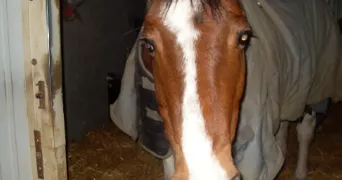 aurélie pet sitter à ALZONNE 11170