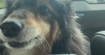 salomé pet sitter à ANGERS 49000_1
