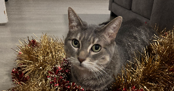 angélique pet sitter à DUNKERQUE 59240_0