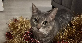 angélique pet sitter à DUNKERQUE 59240