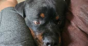 valentin pet sitter à SURIN 79220_2