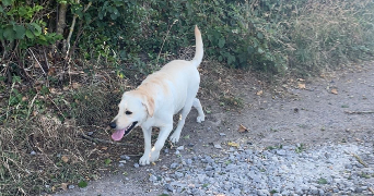 sawsen pet sitter à ROMAINVILLE 93230_3
