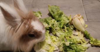 morgane pet sitter à SAUSHEIM 68390_9