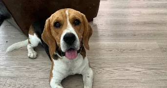 augustin pet sitter à GAZERAN 78125