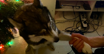 annabelle pet sitter à POITIERS 86000_8