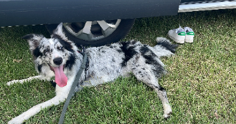 chloé pet sitter à LONS 64140_1