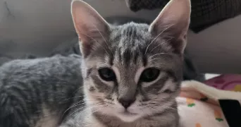 alexane pet sitter à NOISY LE GRAND 93160