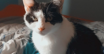 chloé pet sitter à Oullins Pierre Bénite 69600_2