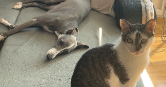 elina pet sitter à BREST 29200_2