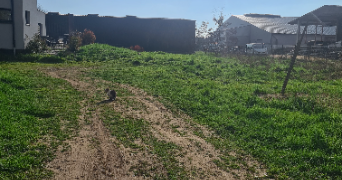 rosa pet sitter à BENNWIHR 68126_1