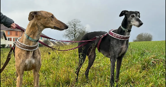 lorène pet sitter à Lyon 69008_5