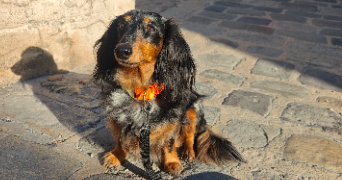 alice dog sitter à Marseille 13008_1