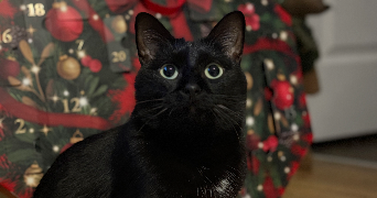 chloé pet sitter à HAUBOURDIN 59320_2