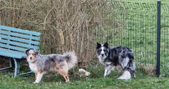 stephanie dog sitter à GRAND COMBE CHATELEU 25570_7