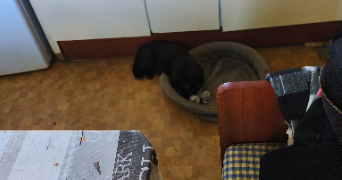ludivine pet sitter à BORDERES SUR L ECHEZ 65320_2