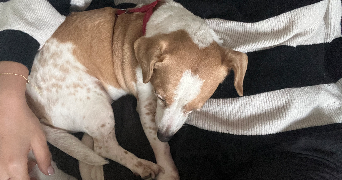 eynola pet sitter à TOULOUSE 31500_4