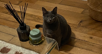 rougui cat sitter à PARIS 20 75020_2