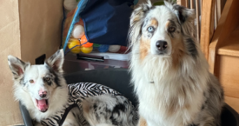 déborah pet sitter à LE FERRE 35420_0