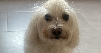 laura pet sitter à PARIS 19 75019_2