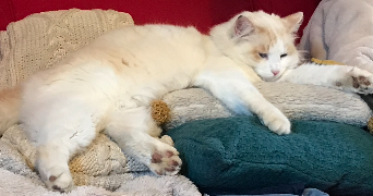 Blandine pet sitter à MONTLIVAULT 41350_2