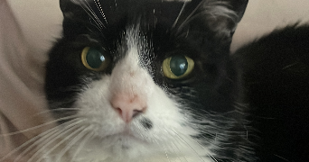 justine pet sitter à ELANCOURT 78990_0