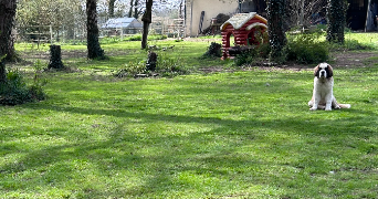 margaux pet sitter à CROIX MARE 76190_4