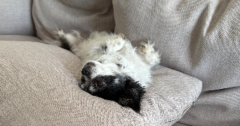 morgane pet sitter à BRUGES 33520_0