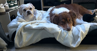 ludivine pet sitter à BREM SUR MER 85470_3