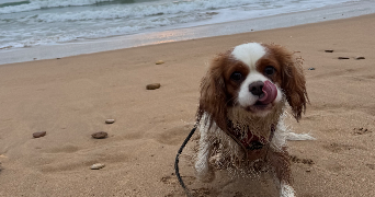 zoé pet sitter à Dompierre sur Yon 85170_11