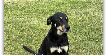 laurence pet sitter à AUREILHAN 40200_3