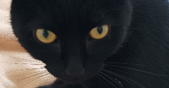 diane pet sitter à MAXEVILLE 54320_1