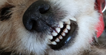 brigitte pet sitter à RIEUX DE PELLEPORT 09120_1