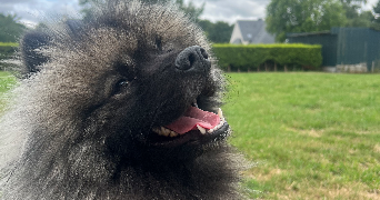 juliette pet sitter à NOISY LE GRAND 93160_5