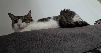 bénédicte pet sitter à CANNES 06400_5