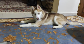 victor pet sitter à COURBEVOIE 92400_2