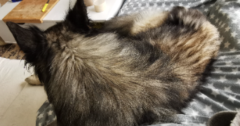 marion pet sitter à LYON 02 69002_9