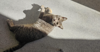 abigaïlle pet sitter à PORNIC 44210_4