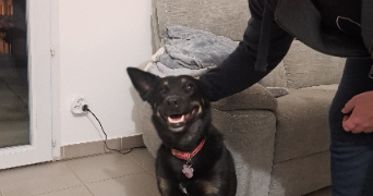 amandine pet sitter à JONQUIERES 84150_8