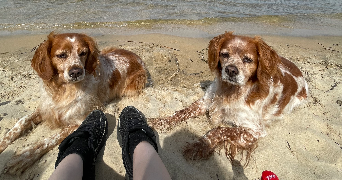 louhane pet sitter à AUDENGE 33980_0