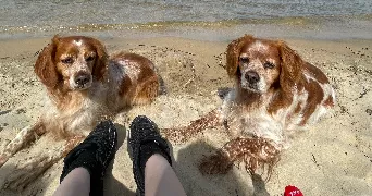 louhane pet sitter à AUDENGE 33980