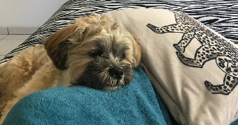 johanna pet sitter à ARGENTEUIL 95100_3