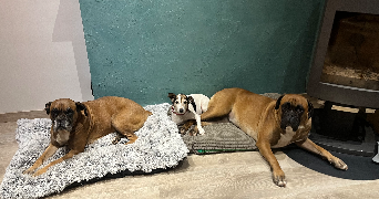 louna pet sitter à BAYONNE 64100_2