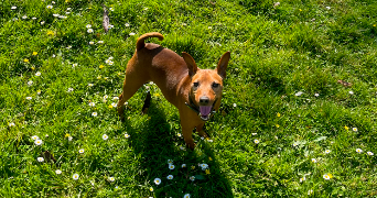 pauline pet sitter à ST GERMAIN EN LAYE 78100_1