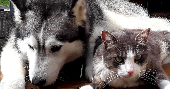 louna pet sitter à MONTREUIL JUIGNE 49460_0