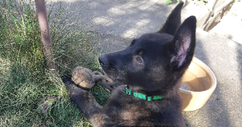dimitri pet sitter à BOISSY ST LEGER 94470_0