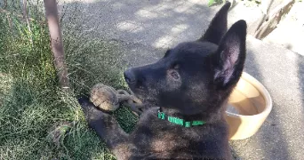 dimitri pet sitter à BOISSY ST LEGER 94470