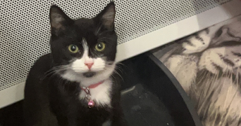 duncan pet sitter à MEUDON 92360_1