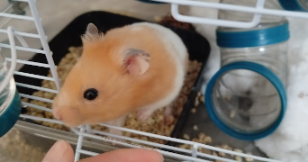 tifanny pet sitter à AMFREVILLE SUR ITON 27400_1